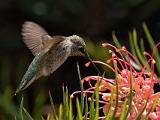 Hummingbirds 010